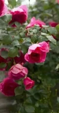 一开就满墙的月季花大游行图片