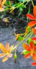 认识射干花吗？一种很特别的草本植物花卉射干花图片