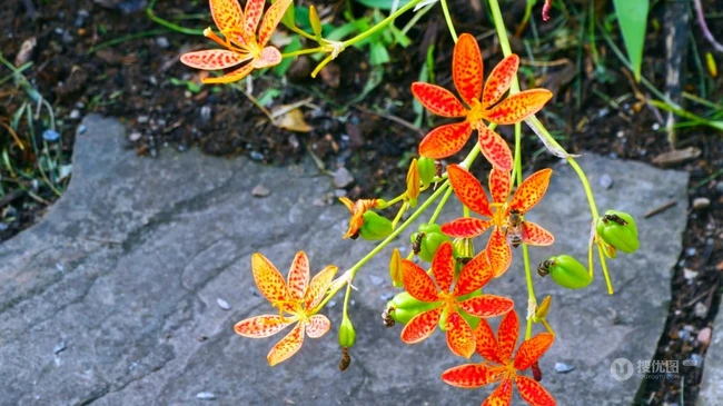 认识射干花吗？一种很特别的草本植物花卉射干花图片