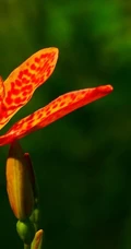 认识射干花吗？一种很特别的草本植物花卉射干花图片