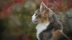 神秘探头的猫咪高清桌面壁纸