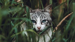 神秘探头的猫咪高清桌面壁纸