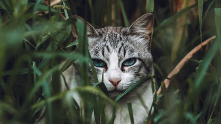 神秘探头的猫咪高清桌面壁纸