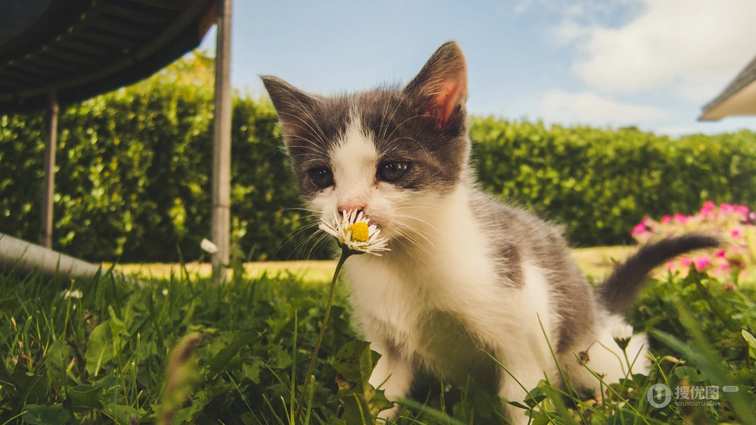 神秘探头的猫咪高清桌面壁纸