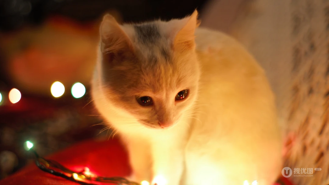 神秘探头的猫咪高清桌面壁纸