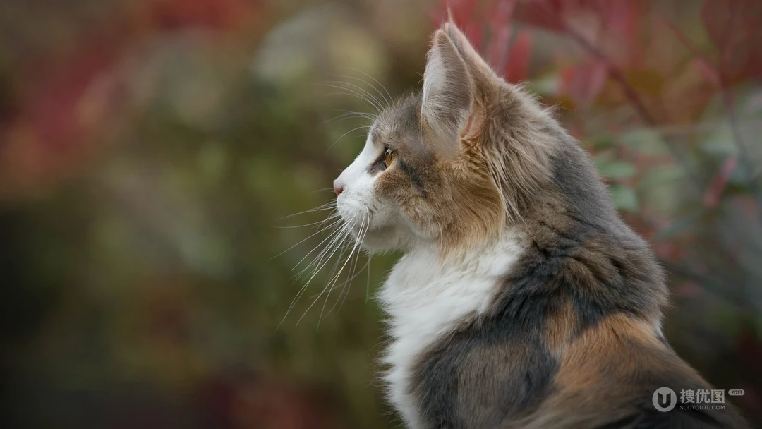 神秘探头的猫咪高清桌面壁纸