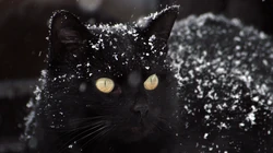神秘探头的猫咪高清桌面壁纸