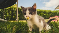 神秘探头的猫咪高清桌面壁纸
