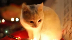 神秘探头的猫咪高清桌面壁纸