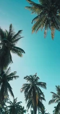 长在沙滩上的热带常绿乔木椰子树图片
