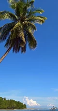 长在沙滩上的热带常绿乔木椰子树图片