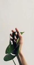 红花配绿叶的创意护眼手机壁纸