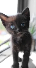 很帅的宠物黑猫的瞳孔高清手机壁纸