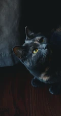 很帅的宠物黑猫的瞳孔高清手机壁纸