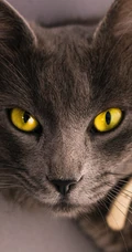 很帅的宠物黑猫的瞳孔高清手机壁纸