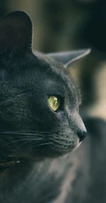 很帅的宠物黑猫的瞳孔高清手机壁纸