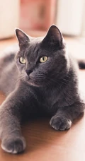 很帅的宠物黑猫的瞳孔高清手机壁纸
