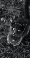 很帅的宠物黑猫的瞳孔高清手机壁纸