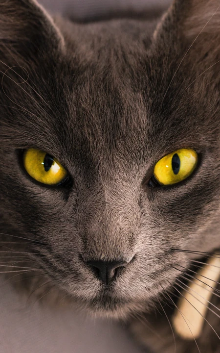 很帅的宠物黑猫的瞳孔高清手机壁纸
