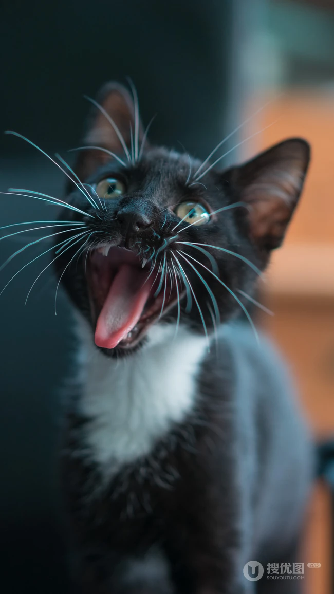 很帅的宠物黑猫的瞳孔高清手机壁纸