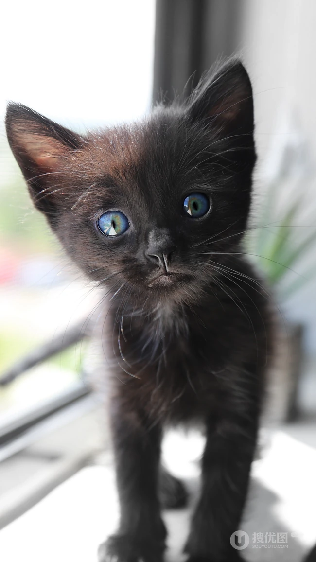很帅的宠物黑猫的瞳孔高清手机壁纸