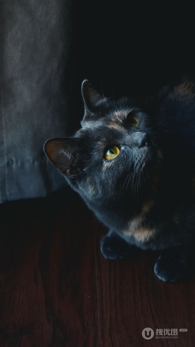 很帅的宠物黑猫的瞳孔高清手机壁纸