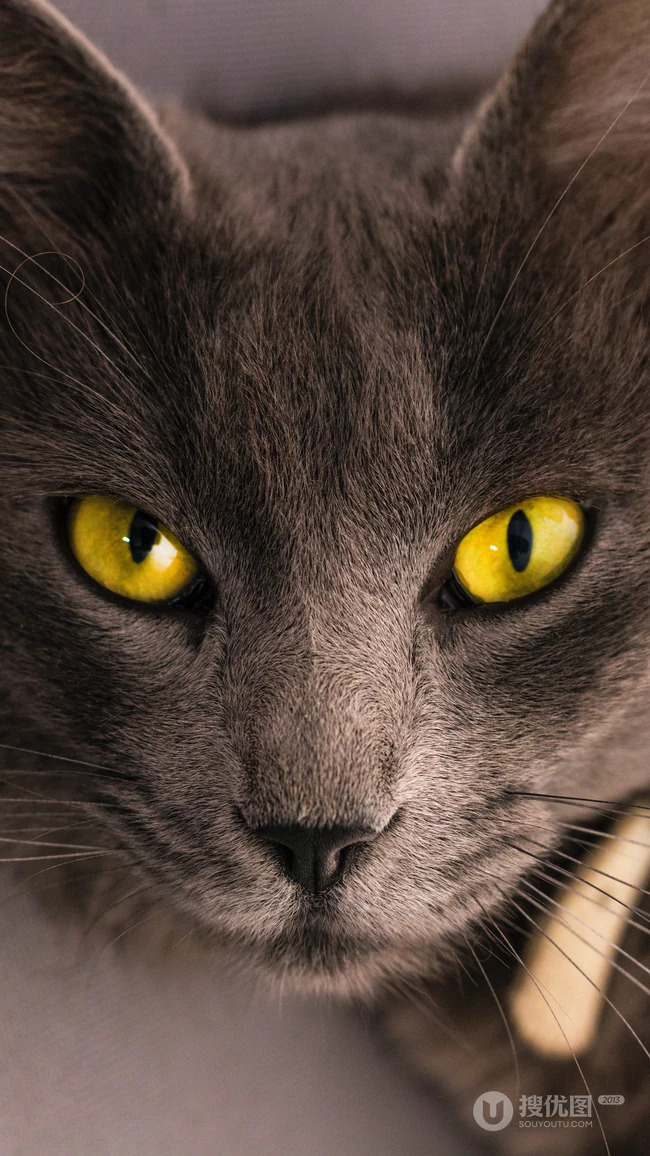 很帅的宠物黑猫的瞳孔高清手机壁纸