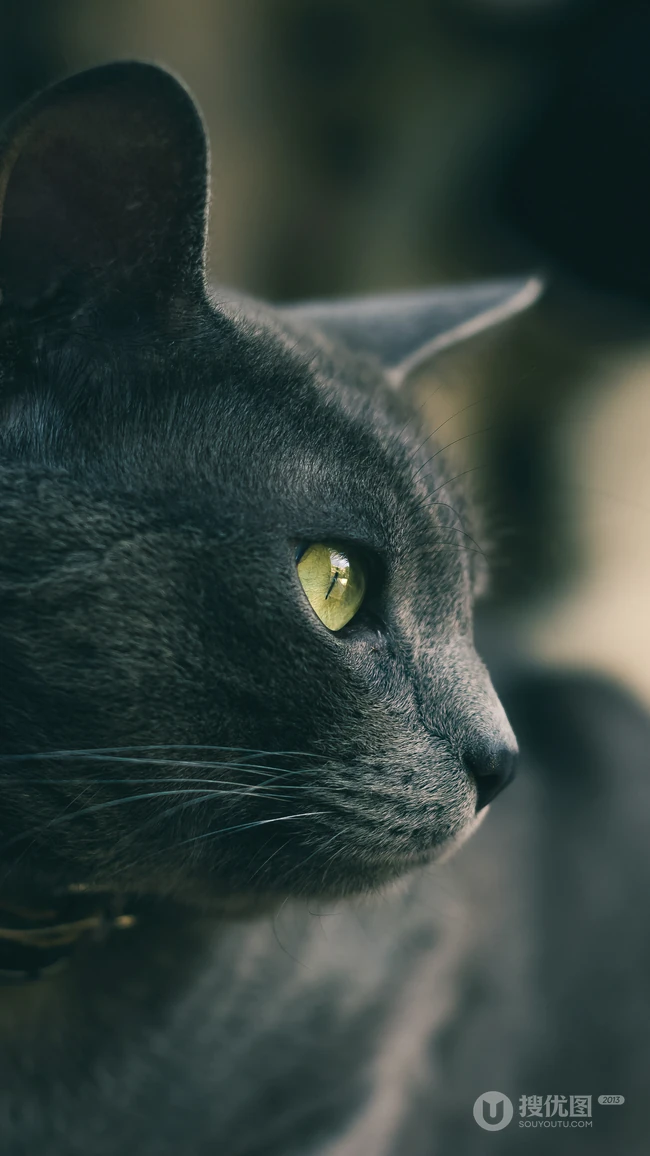 很帅的宠物黑猫的瞳孔高清手机壁纸