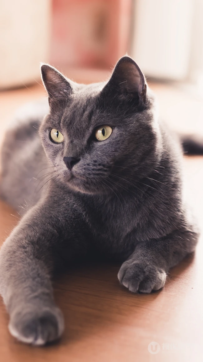 很帅的宠物黑猫的瞳孔高清手机壁纸