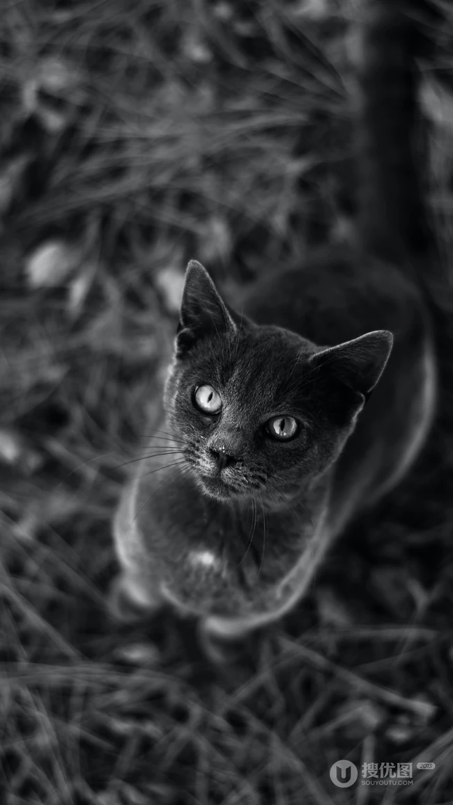 很帅的宠物黑猫的瞳孔高清手机壁纸