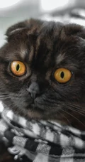 很帅的宠物黑猫的瞳孔高清手机壁纸