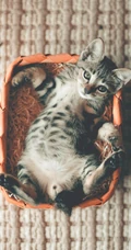 书架上的黑灰条纹宠物猫咪高清4K手机壁纸