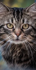 书架上的黑灰条纹宠物猫咪高清4K手机壁纸