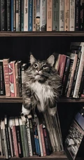 书架上的黑灰条纹宠物猫咪高清4K手机壁纸