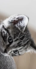书架上的黑灰条纹宠物猫咪高清4K手机壁纸