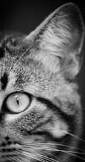 书架上的黑灰条纹宠物猫咪高清4K手机壁纸