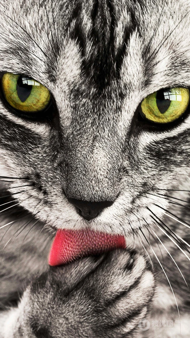 书架上的黑灰条纹宠物猫咪高清4K手机壁纸