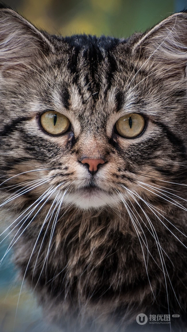 书架上的黑灰条纹宠物猫咪高清4K手机壁纸