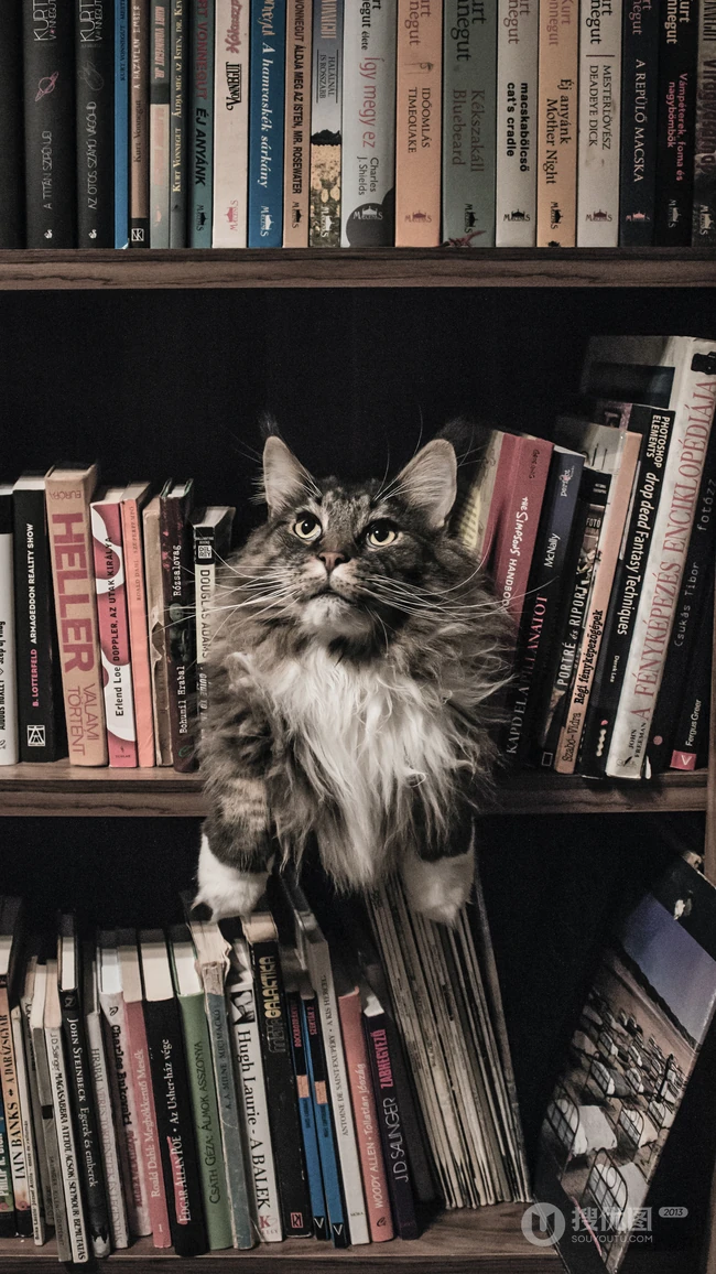 书架上的黑灰条纹宠物猫咪高清4K手机壁纸