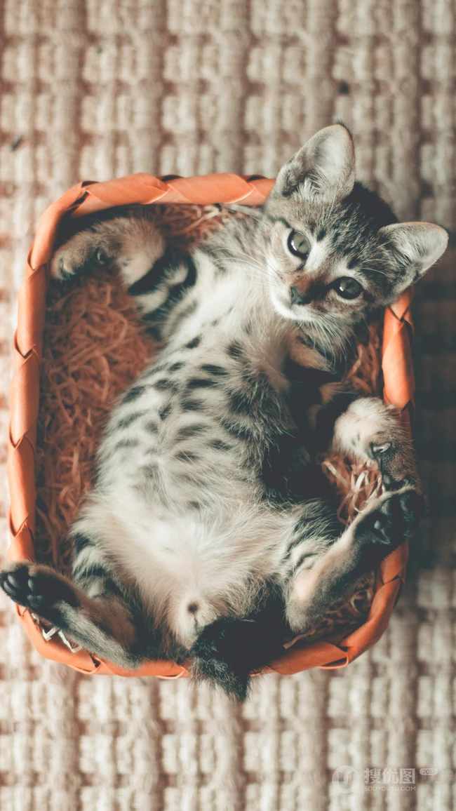 书架上的黑灰条纹宠物猫咪高清4K手机壁纸