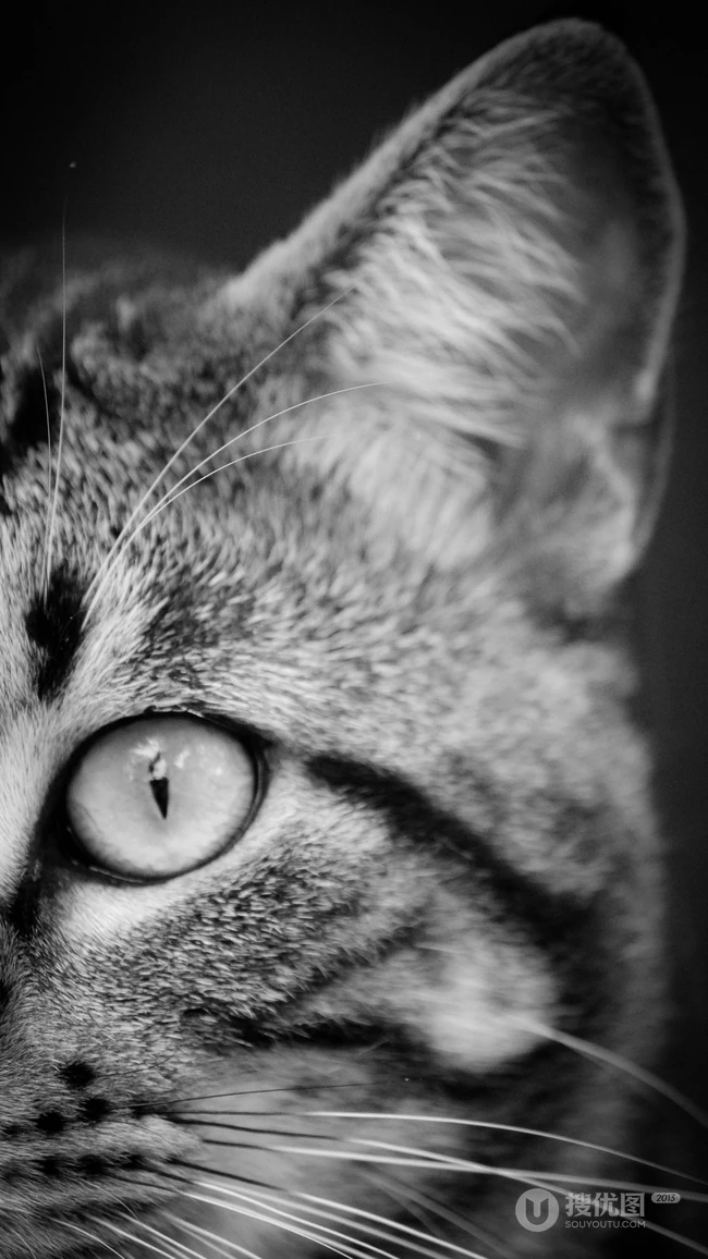 书架上的黑灰条纹宠物猫咪高清4K手机壁纸