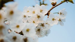 粉色的樱花浪漫无比的植物花类桌面壁纸