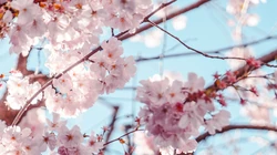 粉色的樱花浪漫无比的植物花类桌面壁纸