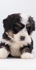 黑白卷毛伯格尔・德皮卡第犬很萌的手机壁纸