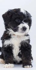 黑白卷毛伯格尔・德皮卡第犬很萌的手机壁纸