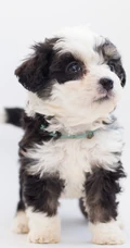 黑白卷毛伯格尔・德皮卡第犬很萌的手机壁纸