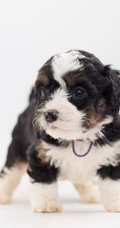 黑白卷毛伯格尔・德皮卡第犬很萌的手机壁纸