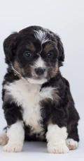 黑白卷毛伯格尔・德皮卡第犬很萌的手机壁纸