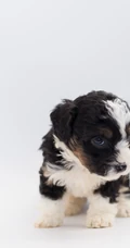 黑白卷毛伯格尔・德皮卡第犬很萌的手机壁纸