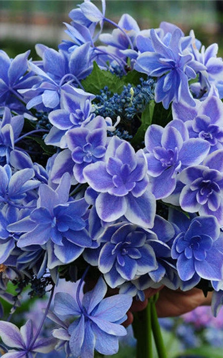 蓝色或红色的重瓣花星星糖绣球唯美好看图片